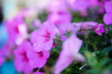 Fototapeta na wymiar purple flower 