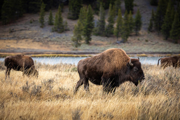 American bisons on grass field in Yellowstone.