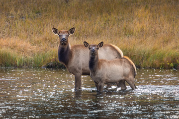 Deers standing in middle of river.
