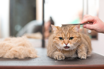 The cat is combed and sheared in the hairdresser for animals. Pet grooming.