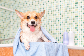 Corgi dog with towel after wash in the bathroom