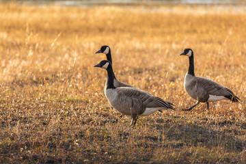 Canada goose standing on yellow grass field in Yellowstone.
