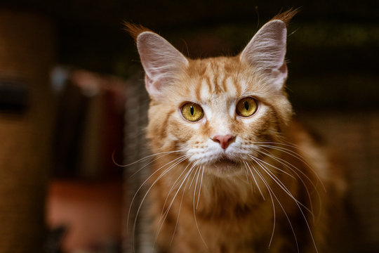 Portrait of a Cute cat of the Maine Coone breed