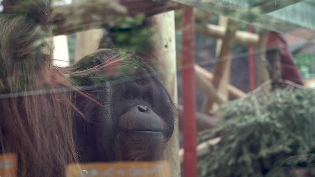 Sad Orangutan enclosured in a Gallery inside of a zoo.