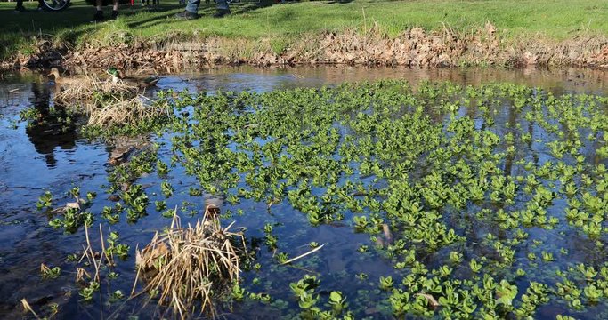 a couple of ducks swim in a waterway - 4k footage