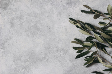Floral composition of green olive tree leaves and branches isolated on grunge gray table...