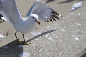 Seagull Spreading Its Wings in Sunlight by Lake Erie Shore