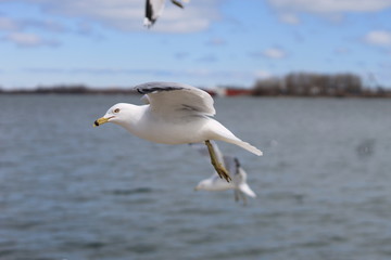 Fototapeta na wymiar Side View of a Flying Seagull at the Waterfront of Lake Erie