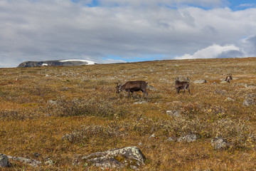 Obraz premium View to Sarek National Park in autumn, Sweden, selective focus