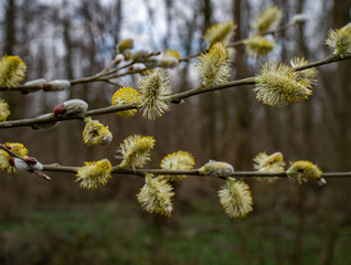 Weidenkätzchen an einen Zeig