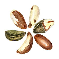 Watercolor brazil nut collection