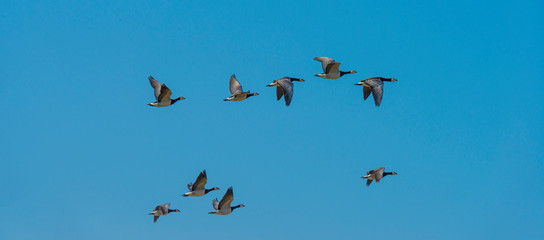 Flock of geese flying in the sky of a natural park in winter 