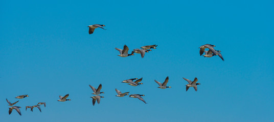 Flock of geese flying in the sky of a natural park in winter 