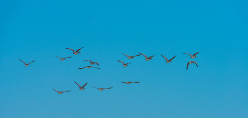 Flock of geese flying in the sky of a natural park in winter 