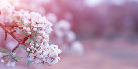 Spring background with blossom. Beautiful nature scene with blooming tree. Easter. Spring flowers. Beautiful orchard. Abstract blurred background.