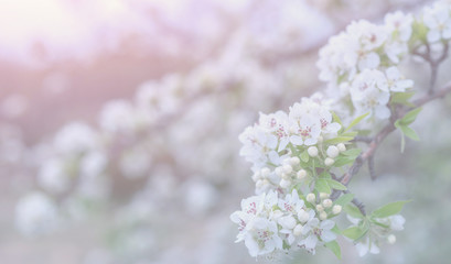 Spring background with blossom. Beautiful nature scene with blooming tree. Easter. Spring flowers. Beautiful orchard. Abstract blurred background.