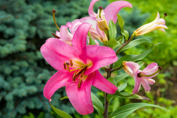 Pink lily flower in summer in garden