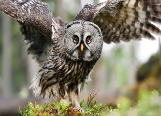 Fototapeta premium Great grey owl portrait in forest
