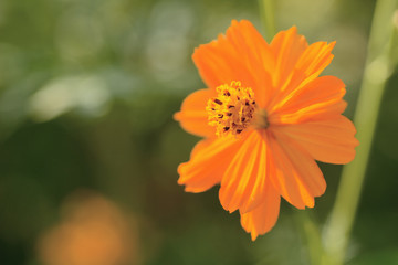 Yellow cosmos or Sulfur Cosmos flower in the park.