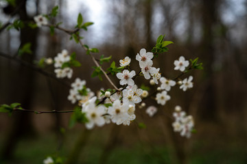 Weiße blüten an einen Zweig mit grünen Blättern