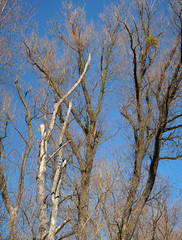 Baumkronenpanorama im Auwald Happing