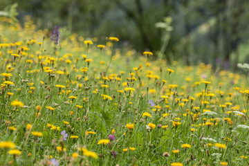 Yellow mountain flower from a green pasture of the Italian Dolomites