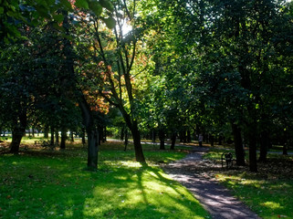 Fototapeta na wymiar shadows in the Park in summer, Moscow