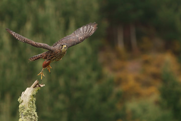 A New Zealand native falcon, or karearea, takes off from a dead tree