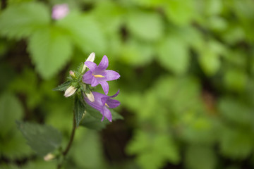 A violet mountain flower from a green pasture of the Italian Dolomites