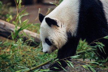 Naklejka premium Giant Panda enjoying and walking in nature. 