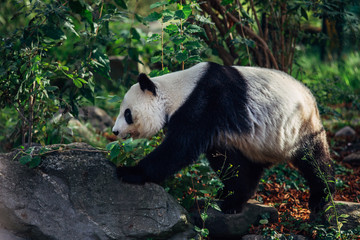 Fototapeta na wymiar Giant Panda enjoying and walking in nature. 