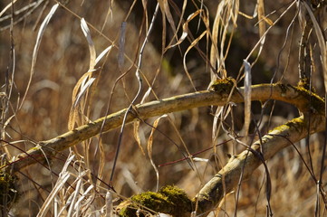 Natur pur im Auwald