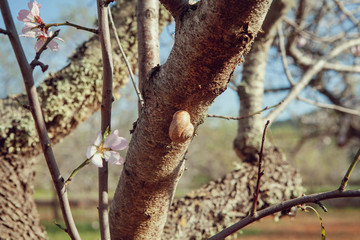 blossoming almonds garden - spring background