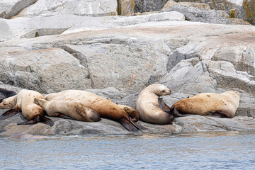 Obraz premium A group of golden brown sea lions sunning themselves on rocks by the water in Tofino, Canada