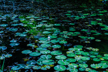 これが有名な日本の『モネの池』です