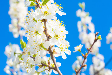 Beautiful closeup spring blossoming tree. Japanese spring scenics Spring flowers Spring Background. Blossom tree over nature background.