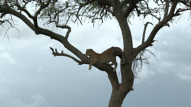 Leopard (Panthera pardus) lying very uncomfortable on a branch, looking in distance, during sunset, Maasai Mara, Kenya.