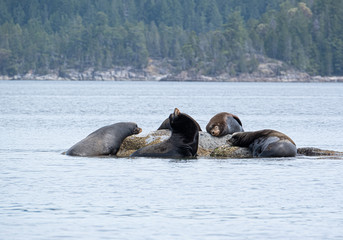 Fototapeta premium A group of golden brown sea lions sunning themselves on rocks by the water in Tofino, Canada