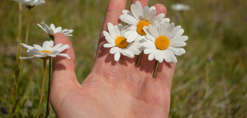three daisies flowers on one hand