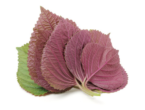 Perilla (Shiso) Leaf on white background