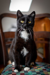 A black and white cat is sitting relaxed on a chair