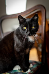 A black and white cat is sitting relaxed on a chair