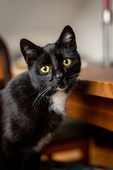 A black and white cat is sitting relaxed on the floor
