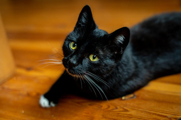 A black and white cat is sitting relaxed on the floor