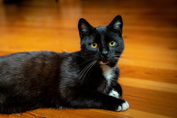 A black and white cat is sitting relaxed on the floor