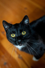 A black and white cat is sitting relaxed on the floor