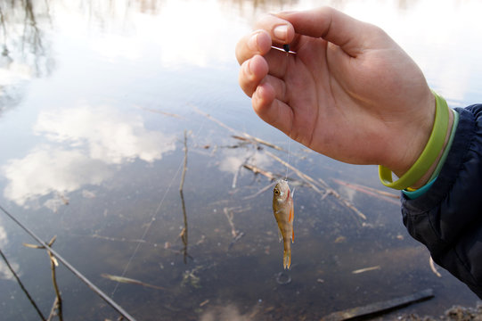 The Hands Of A Young Guy Holding One Small Perch Fish On A Hook Against The Lake.