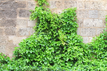 Fototapeta na wymiar ivy over stone wall