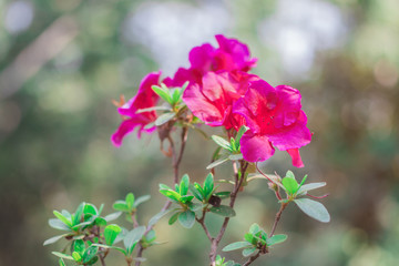 Closeup Pink Rhododendron flowers is blooming on tree in the rainforest