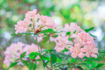 Pink Vireya Rhododendron flowers are blossoming on tree in rainforest